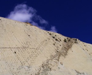 Dinosaur Tracks