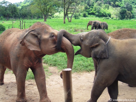 0747_elephantnature