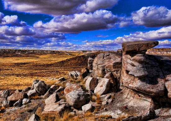 petrifiedforest
